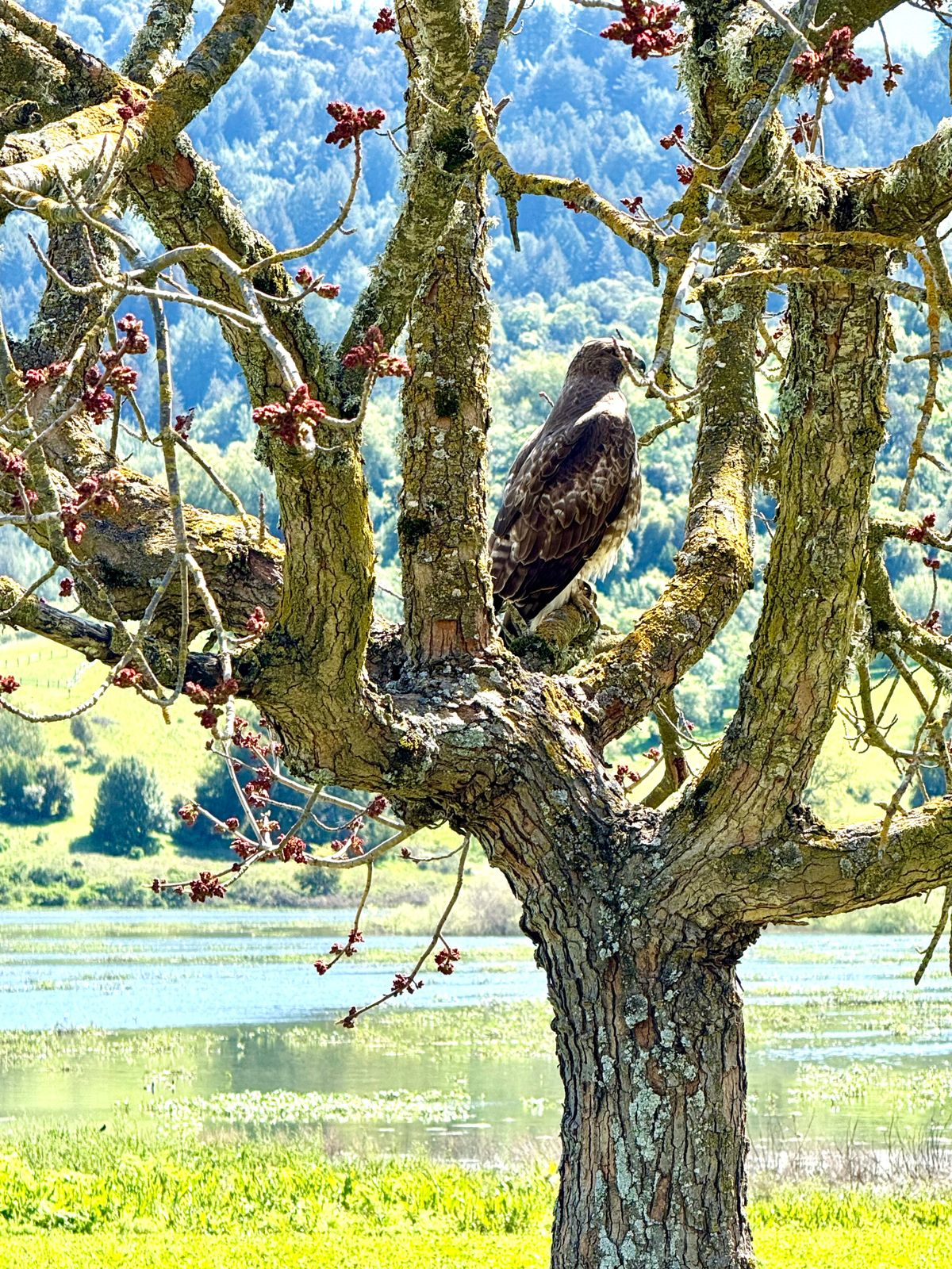 A juvenile (< 2 yo) Red Tail!
