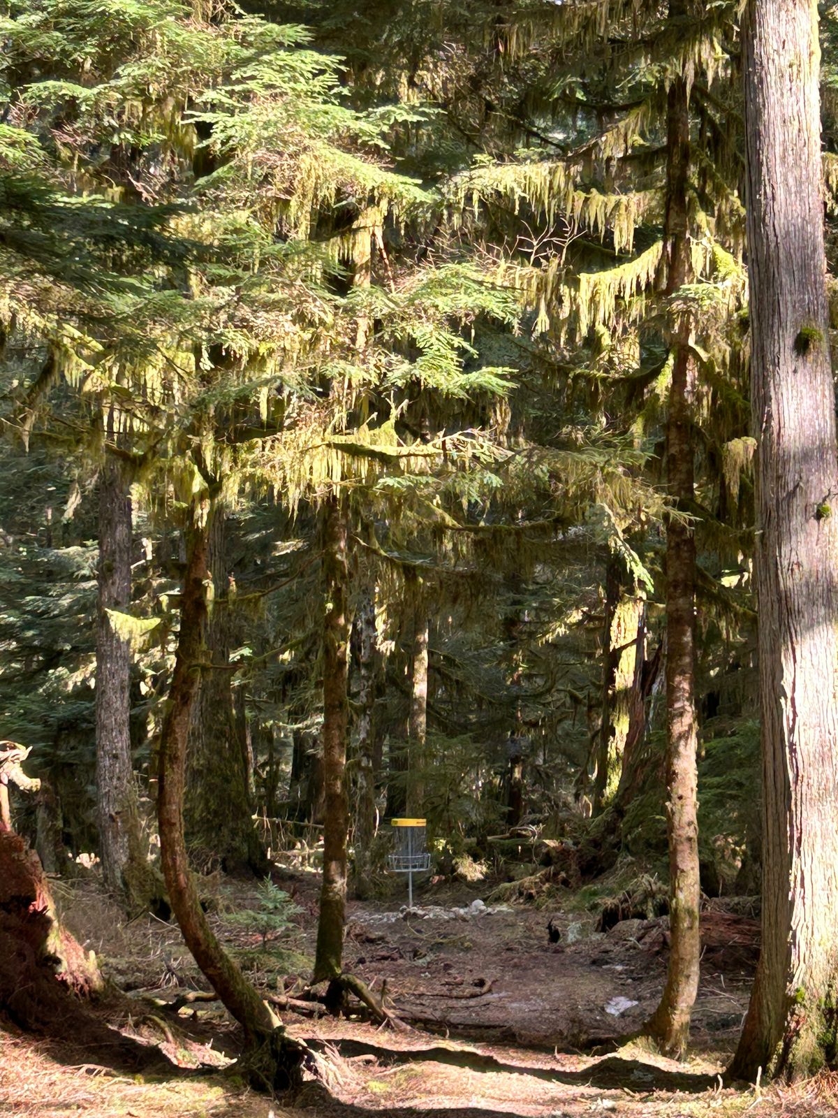 Sun glistened basket on hole 4
