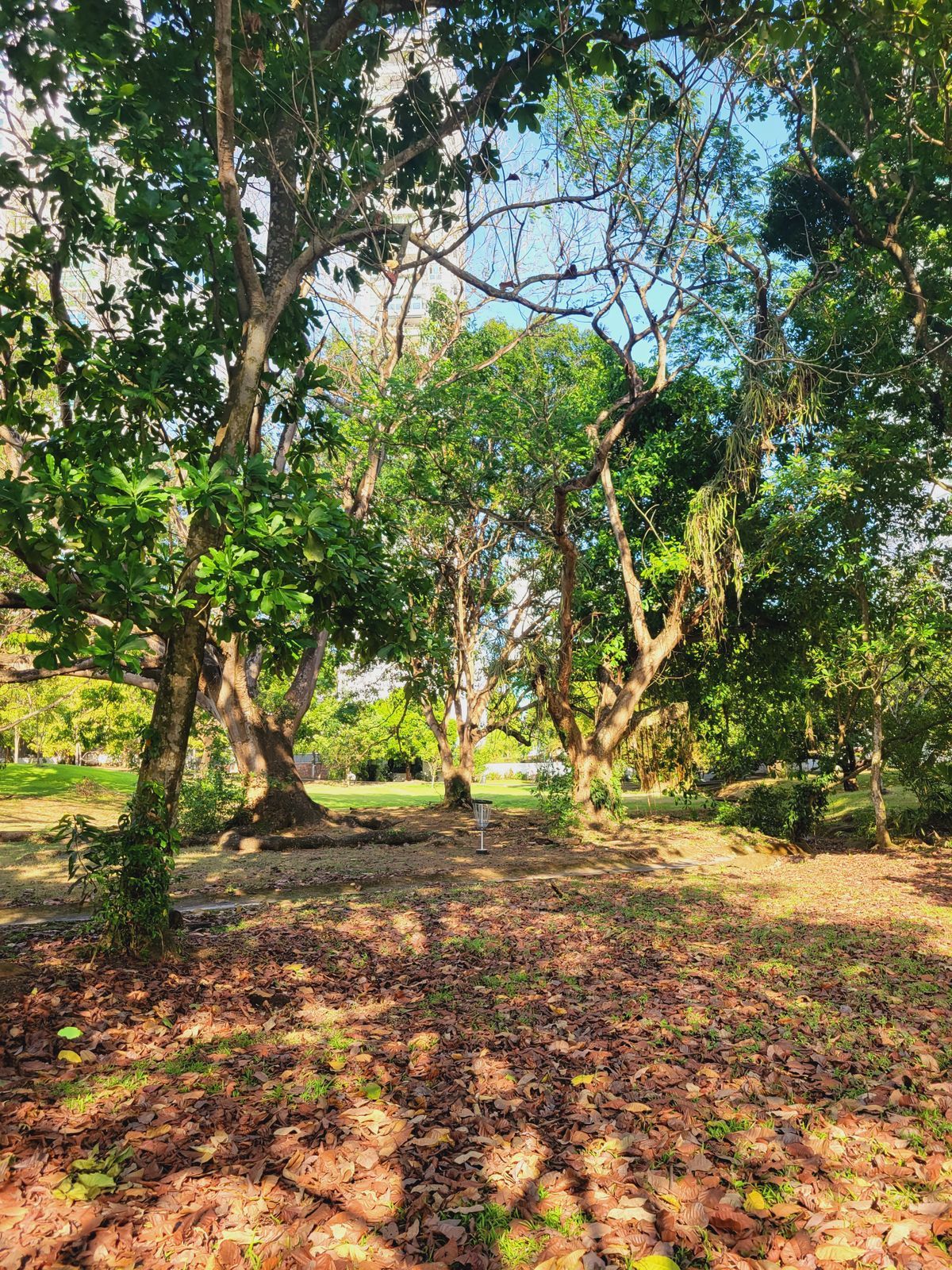 Parque Omar DG Course
Hole 6 Target