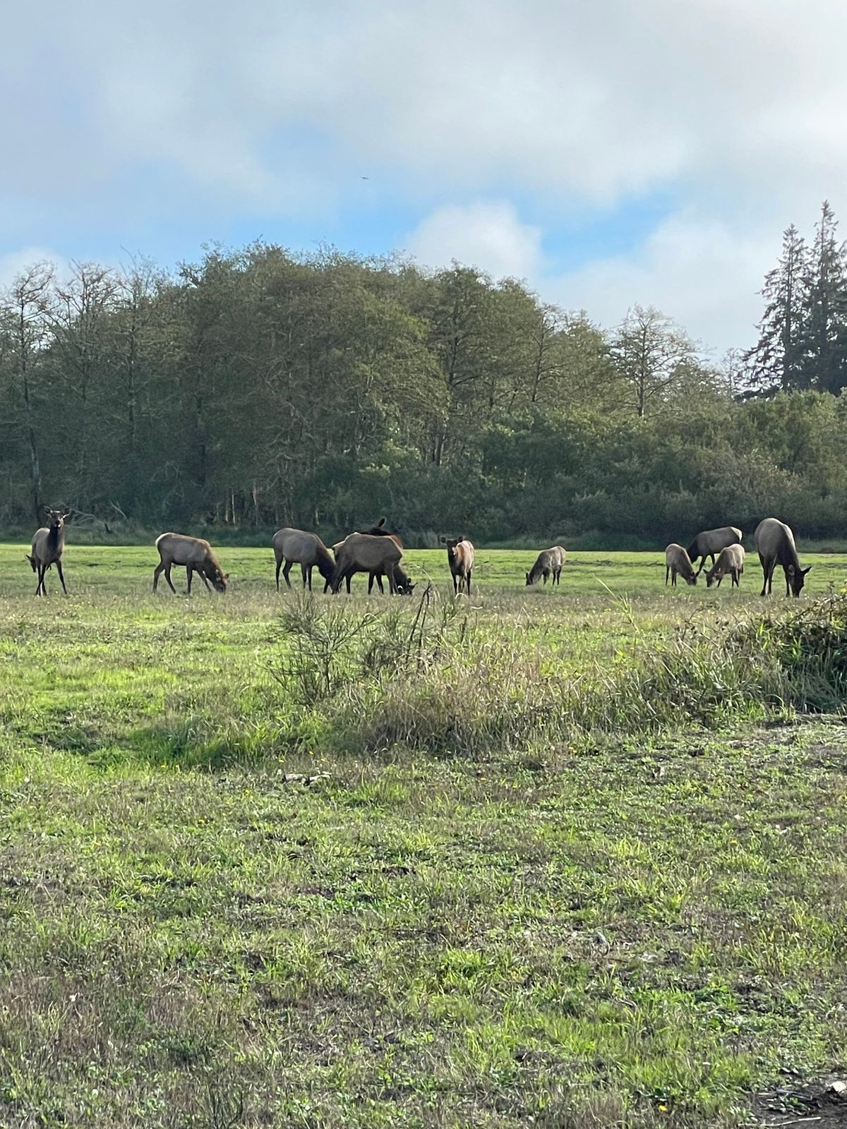Elk around hole 3