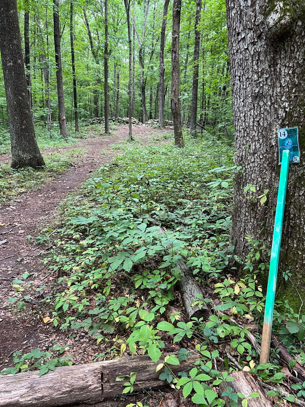 Hole #14 - behind the fabulous stone wall