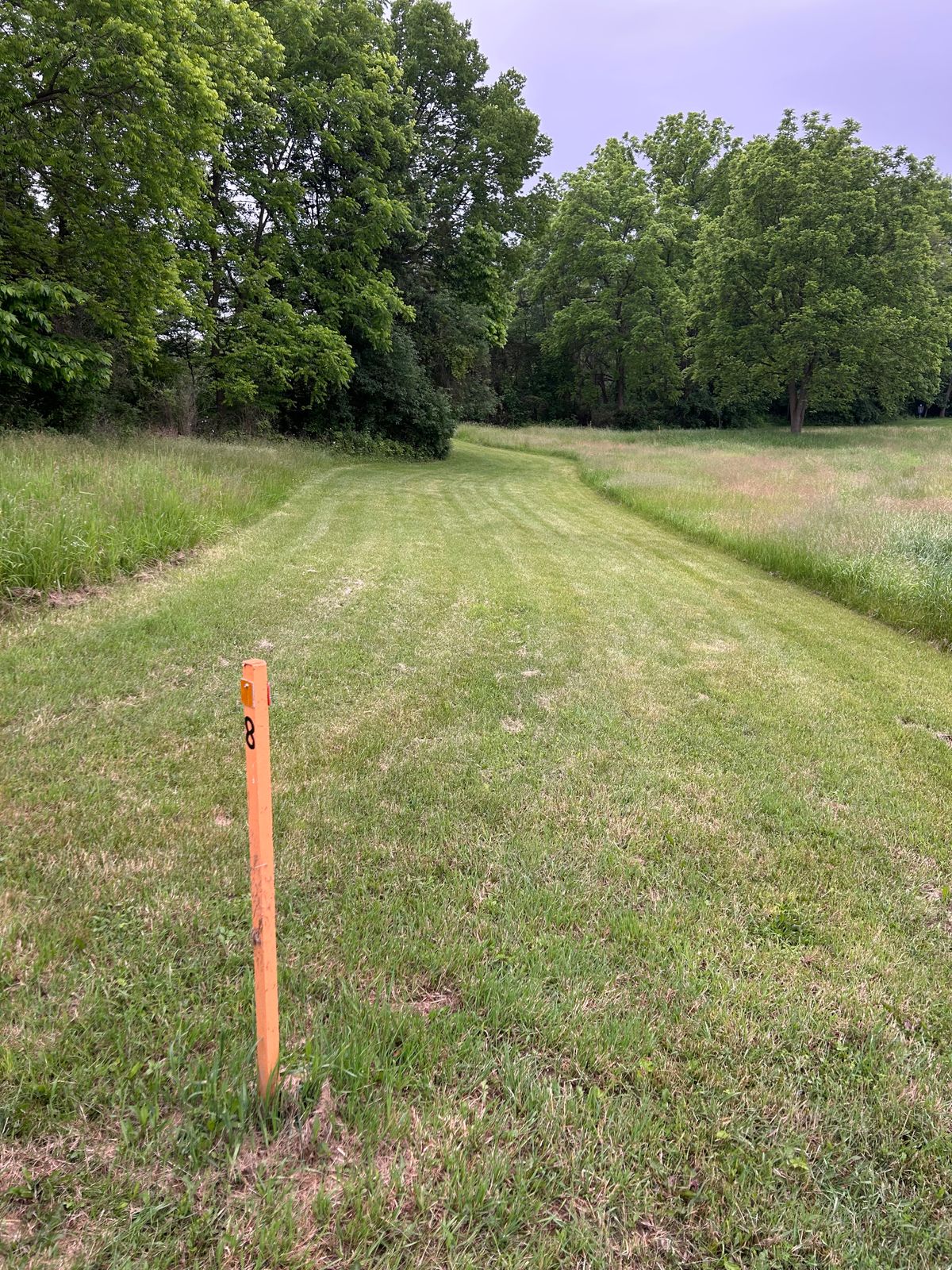 Hole 8 tee, basket is behind the trees on the left.