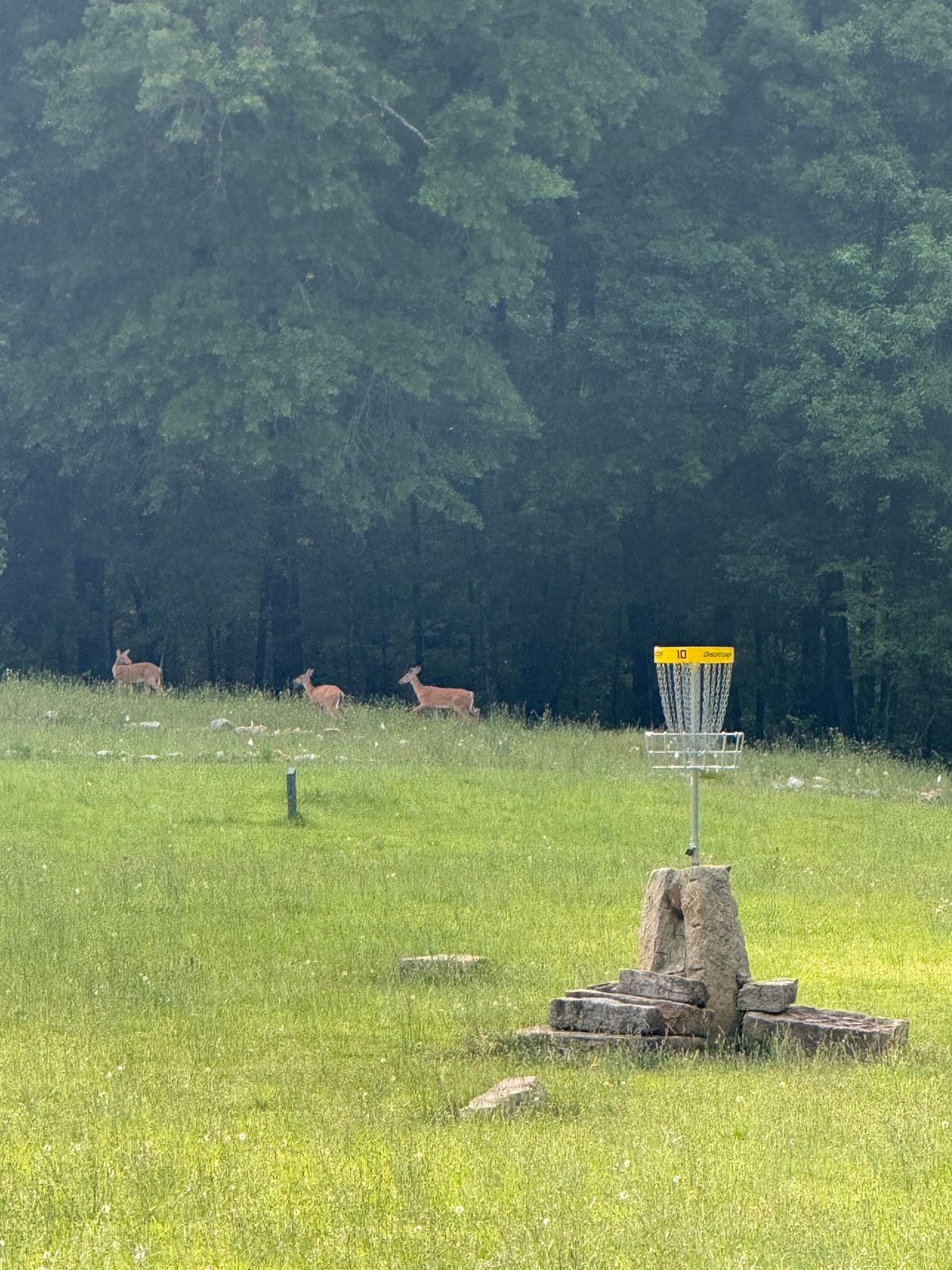 Hole 10 tower surround by deer