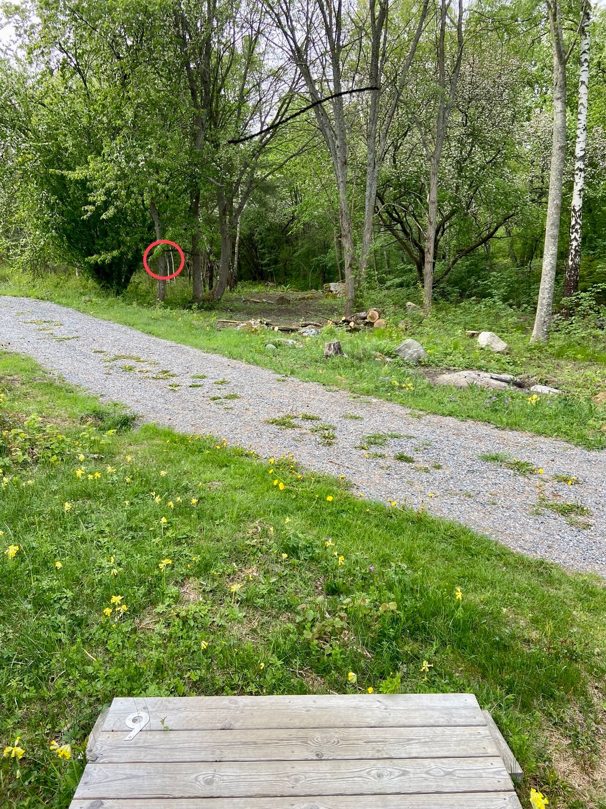 9. Dogleg vänster. Svagt uppför. Korgen syns inte från utkast.
