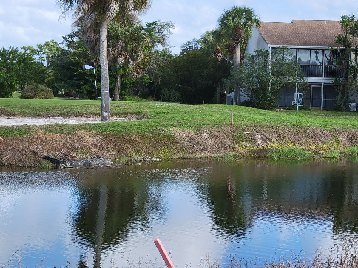 Yep.... that's a 12 foot gator on 17.