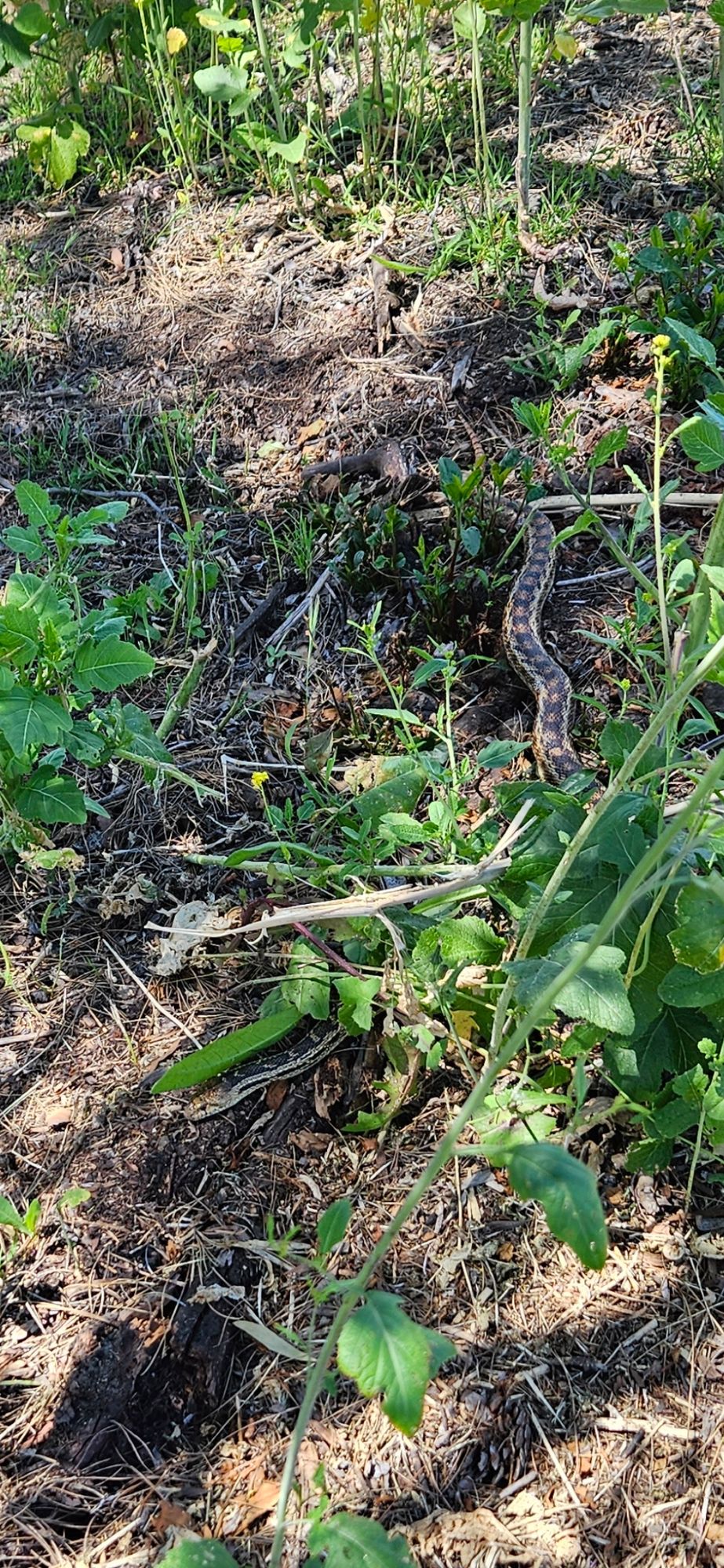 Watch out for snakes, this one was near the tee for #13. Just a harmless gopher snake, but I almost stepped on it