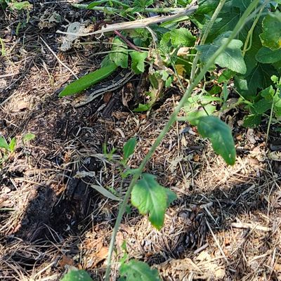 Watch out for snakes, this one was near the tee for #13. Just a harmless gopher snake, but I almost stepped on it