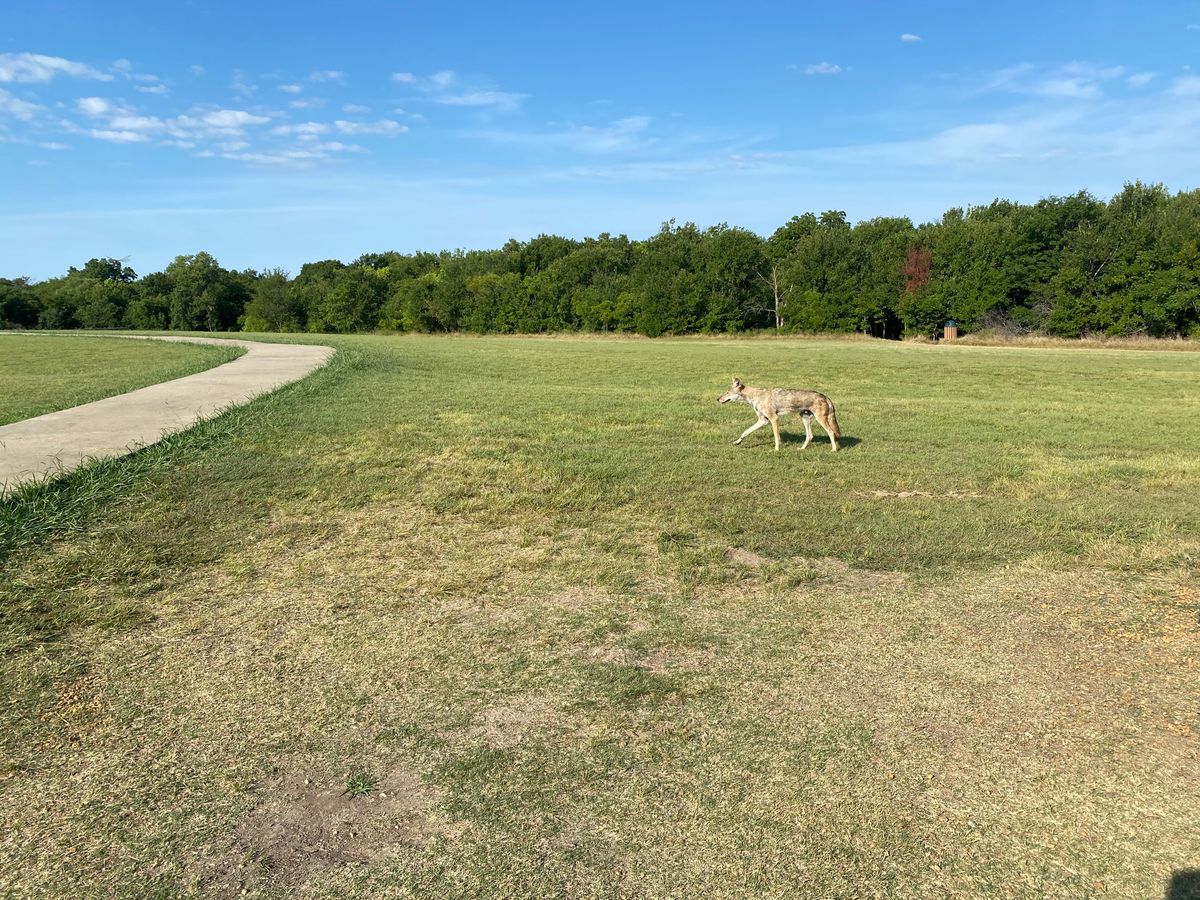 Coyote walked within 20 feet of me on #7