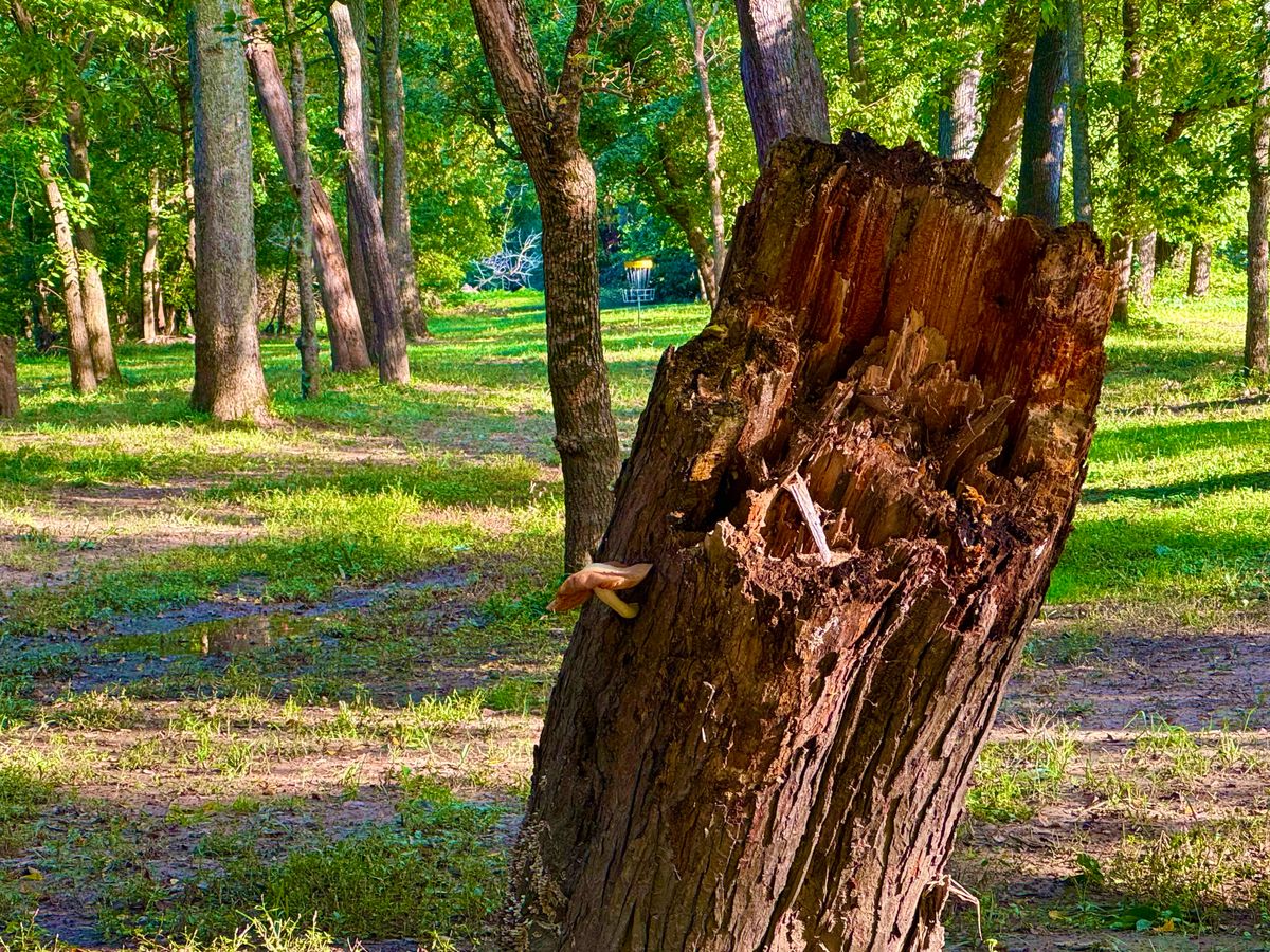 Hole 11 mycelium.