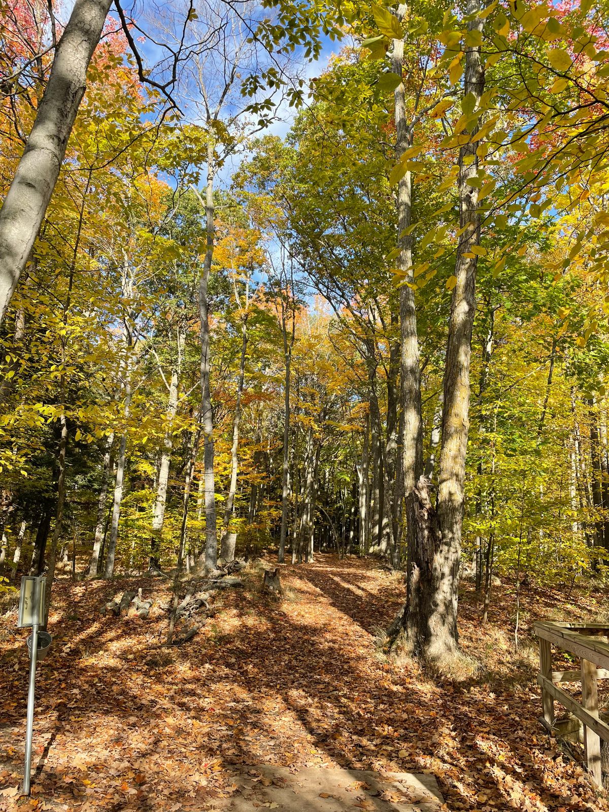 Lovley fall light