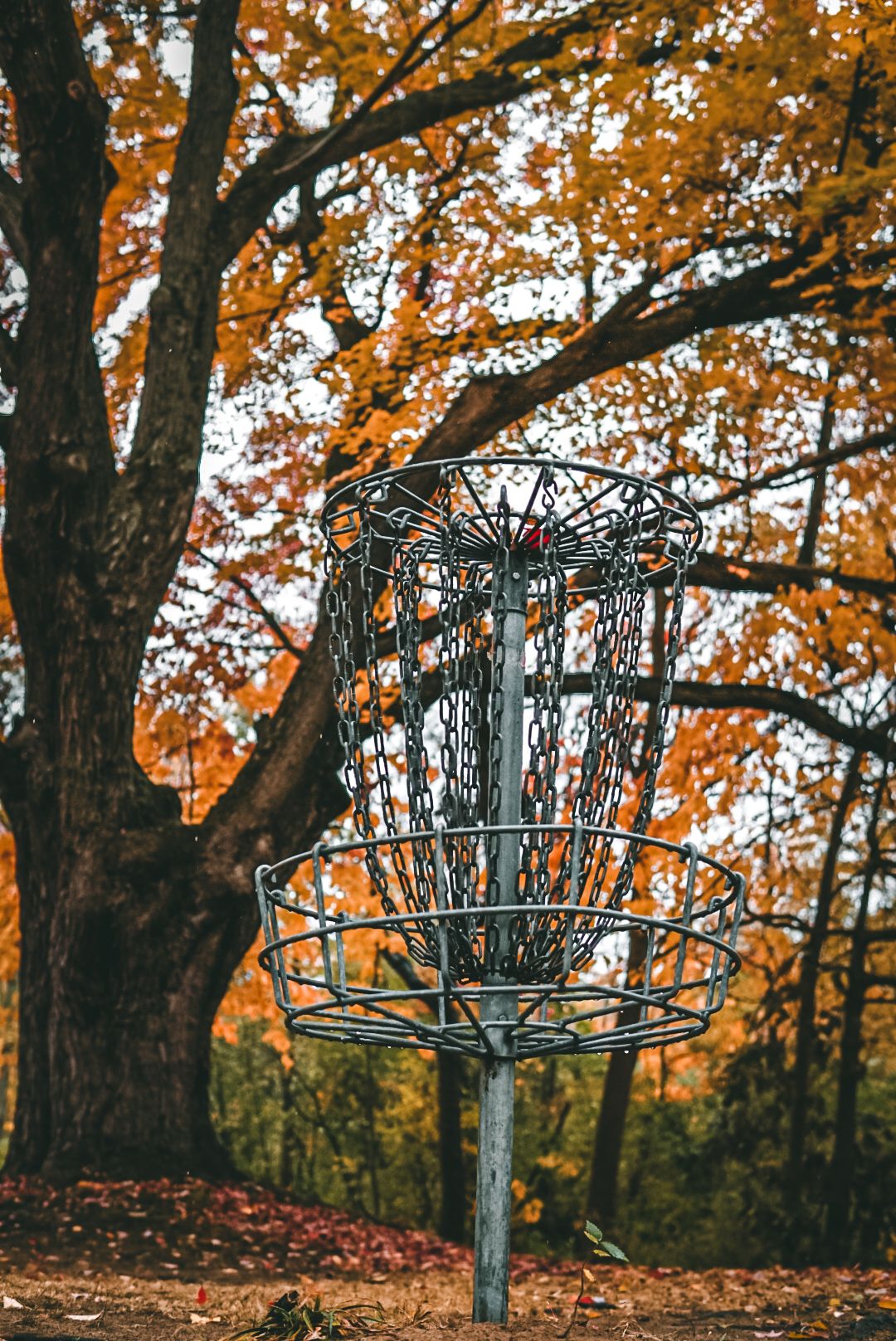 Tree of Life in all her glory | Hole 14