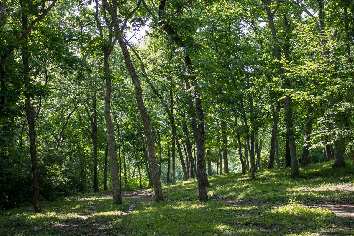 Hole 12 fairway looking back at tee