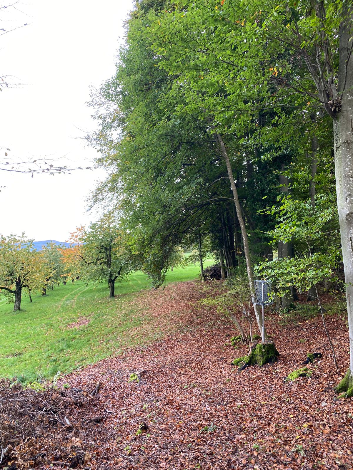 Nr.11 fairway of 12 and basket 11