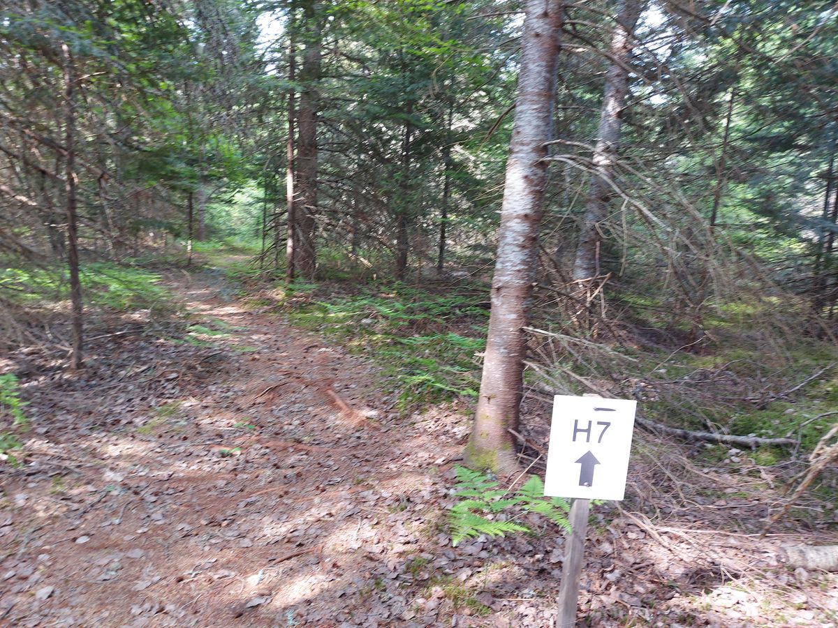 To hole 7. 👍👍👍👍👍👍👍