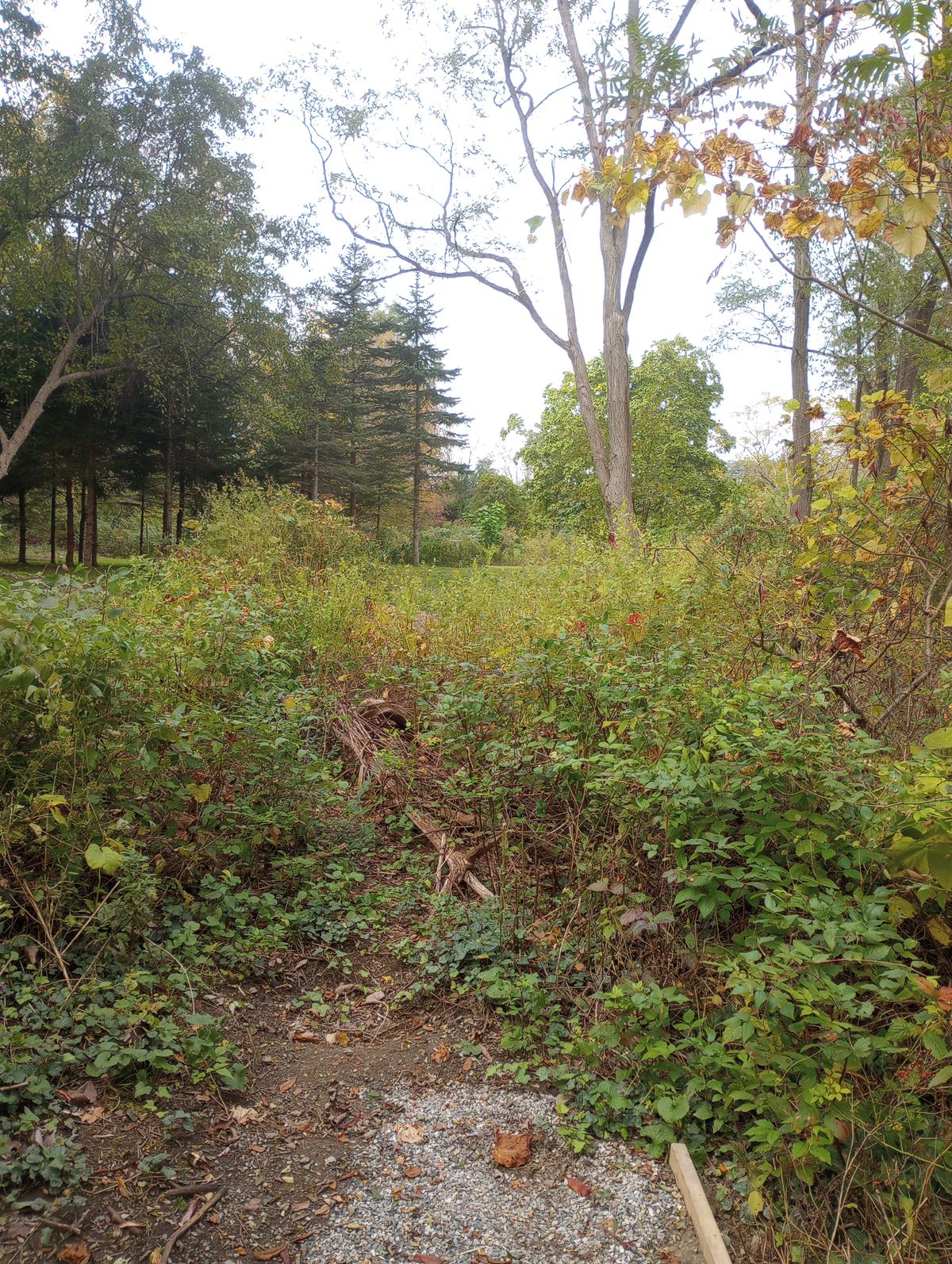 Tee
Long
Early Fall