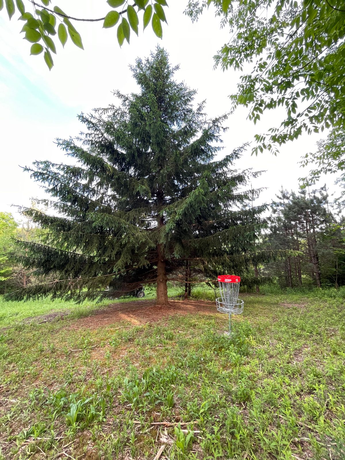 Hole 15 green