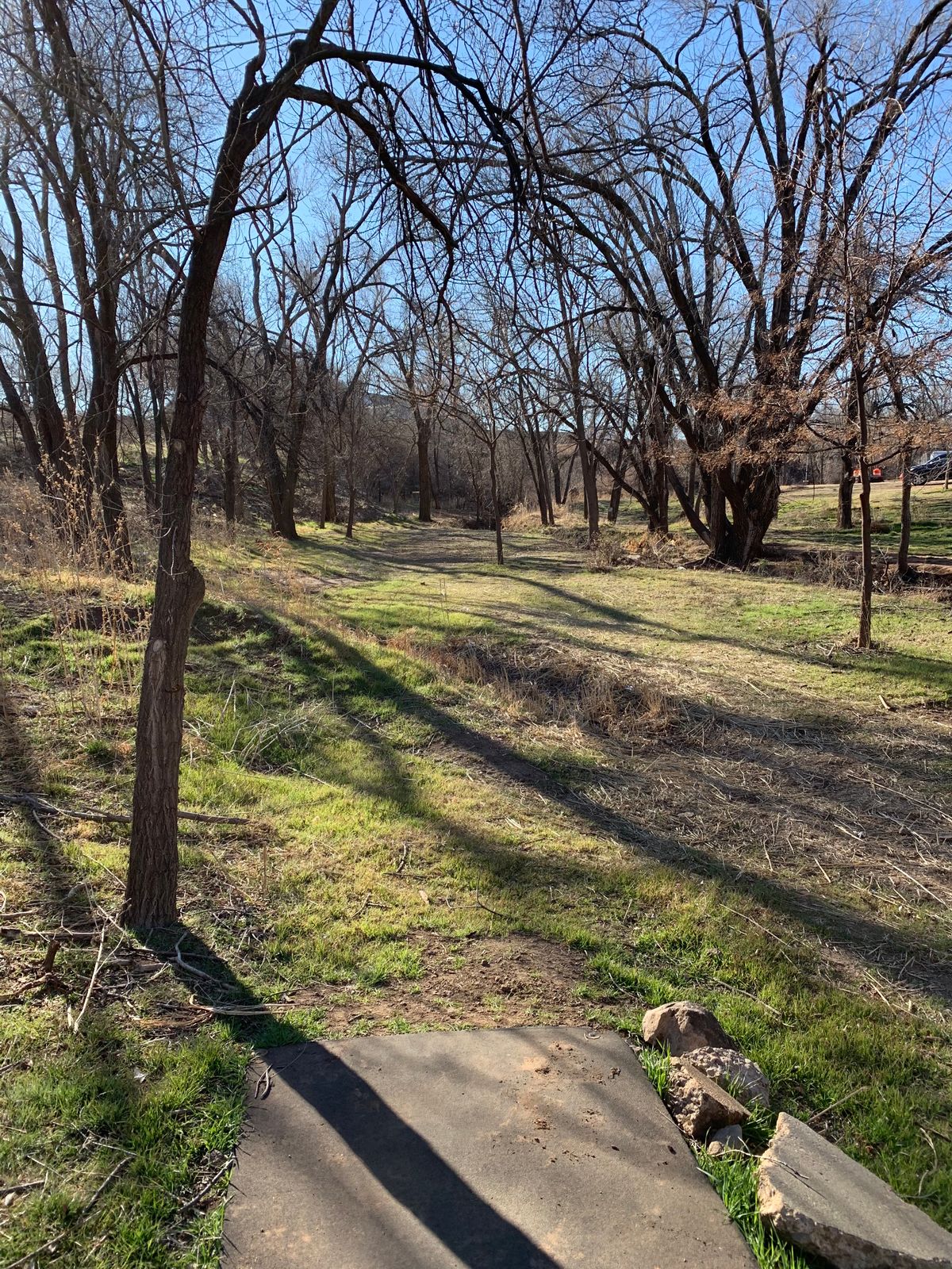 Tree tunnel 2-28-20