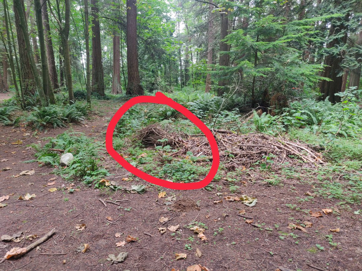 Bald-faced hornets nest on hole 7!