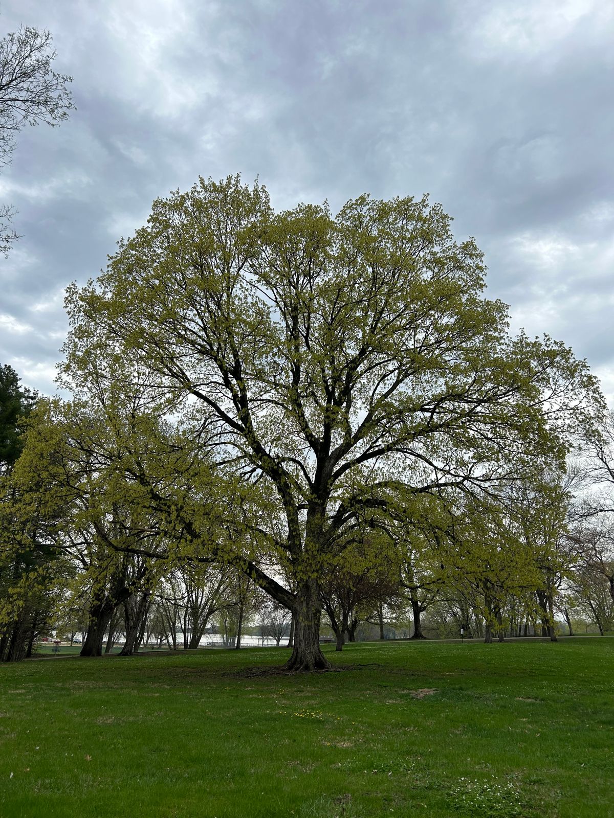 Lots of nice trees to play around. This one is up to on the hill. Lake in the background.