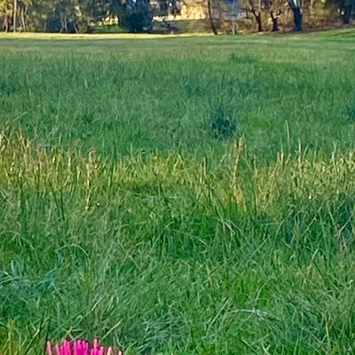 Pink bristles are very helpful finding tee pads.