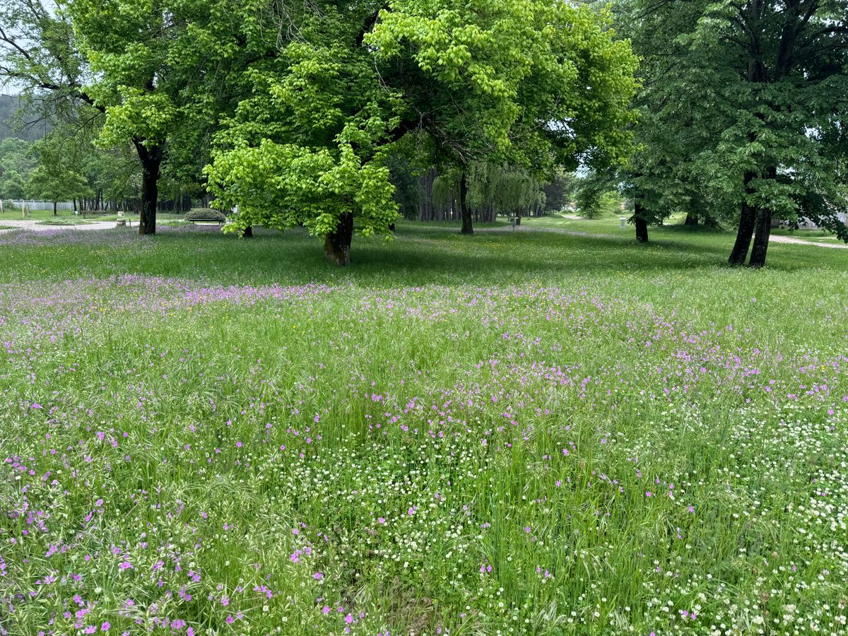 Basket Hole 1: low ceiling, tall grass, lots of wildflowers!