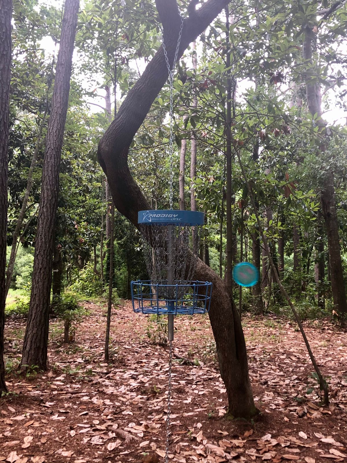 Hole 1 has a suspended basket.