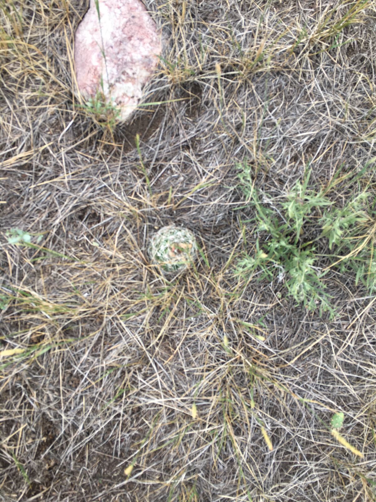 Cactus