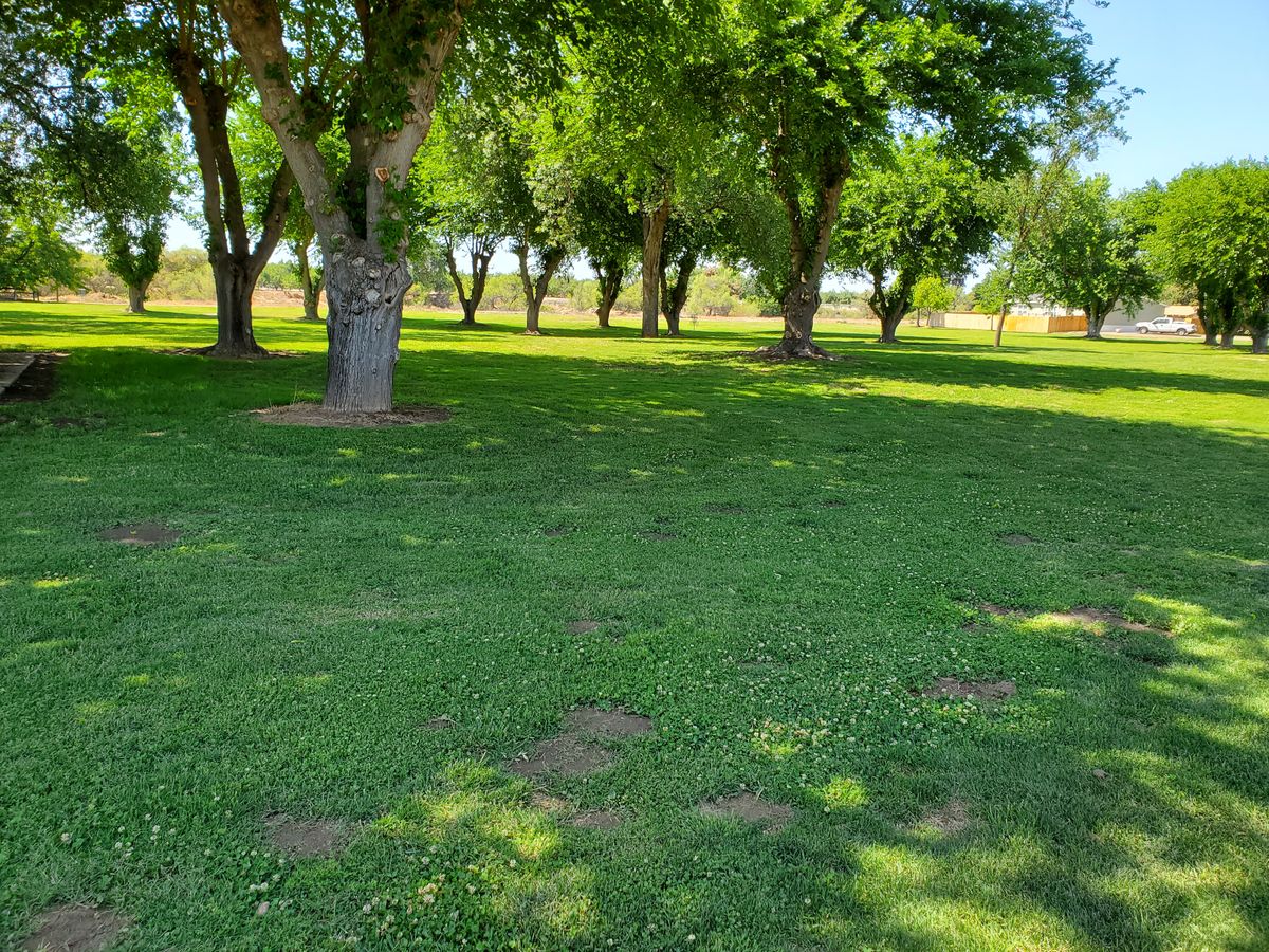 Trees, lots of trees.