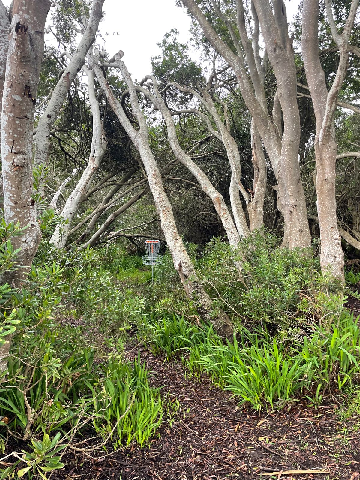 long left- in the "pocket"