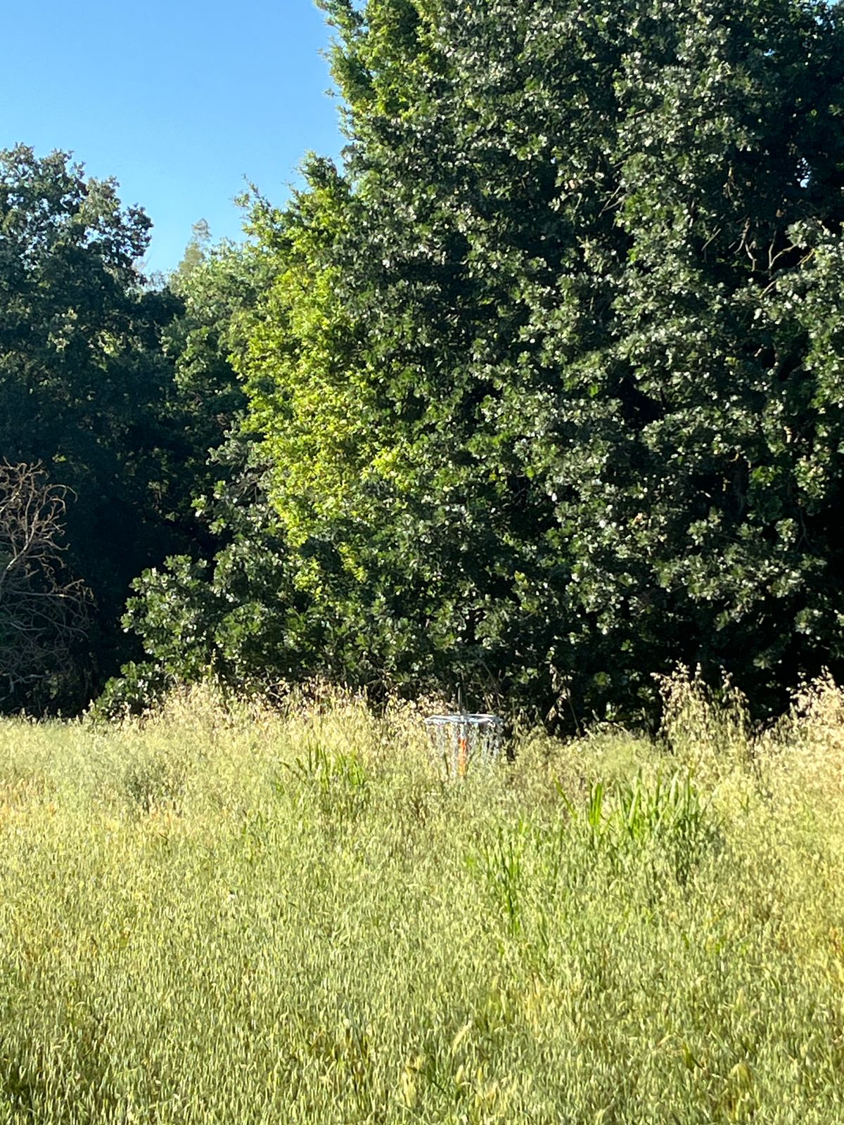 Hole 12 basket     May 2024