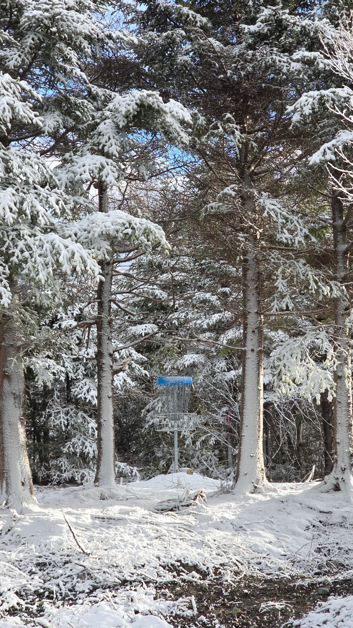 Basket at hole 7