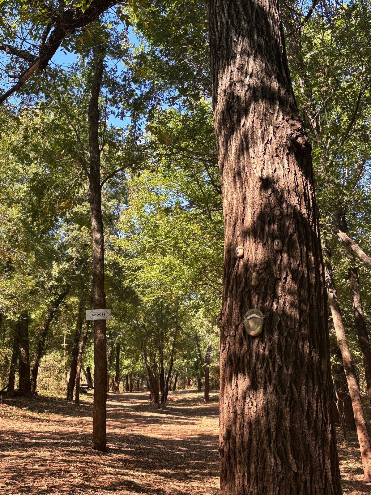 Even the trees laugh when I throw a bad shot.