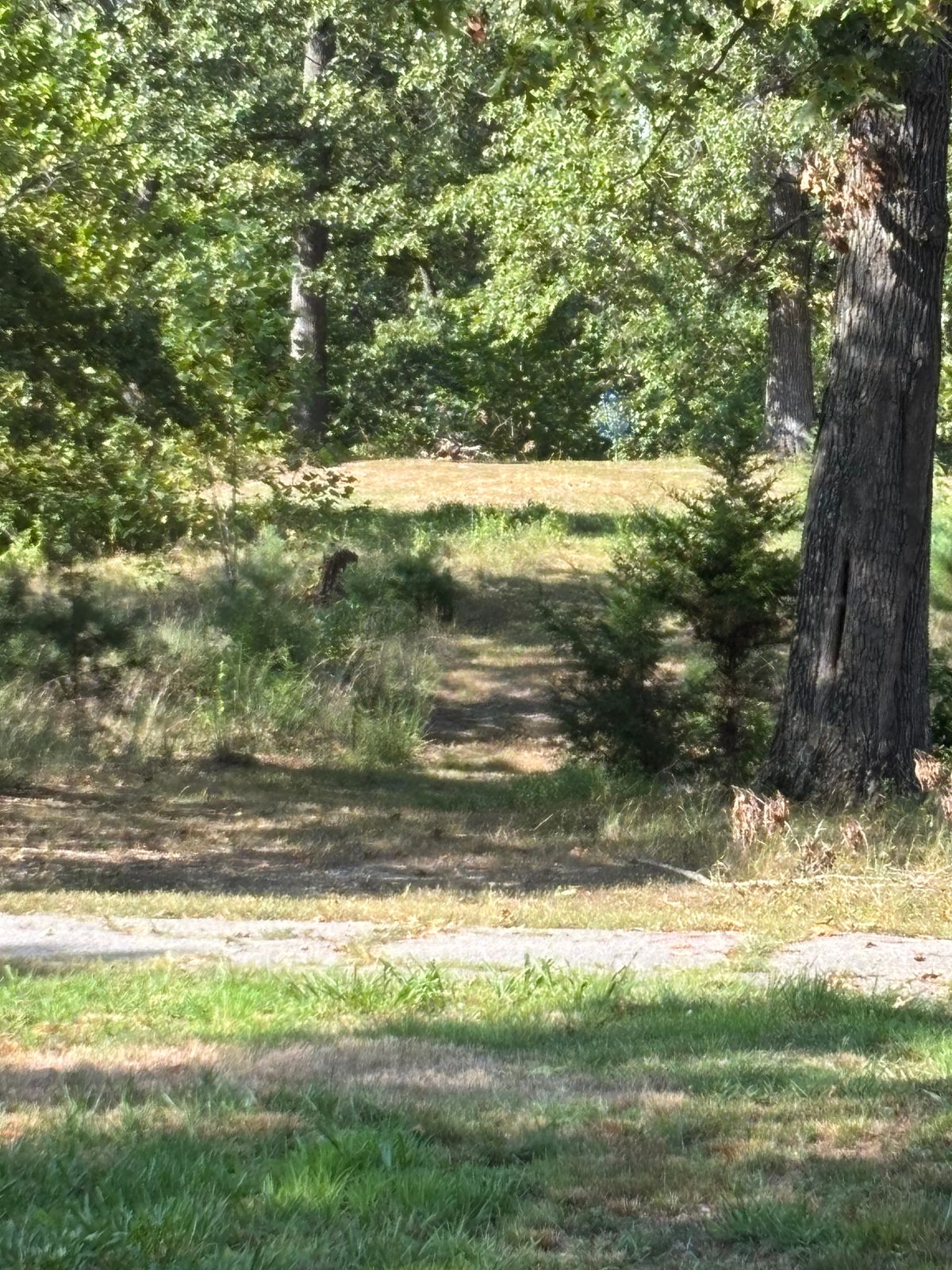 Hole 11 blue basket, zoomed, from red tee.