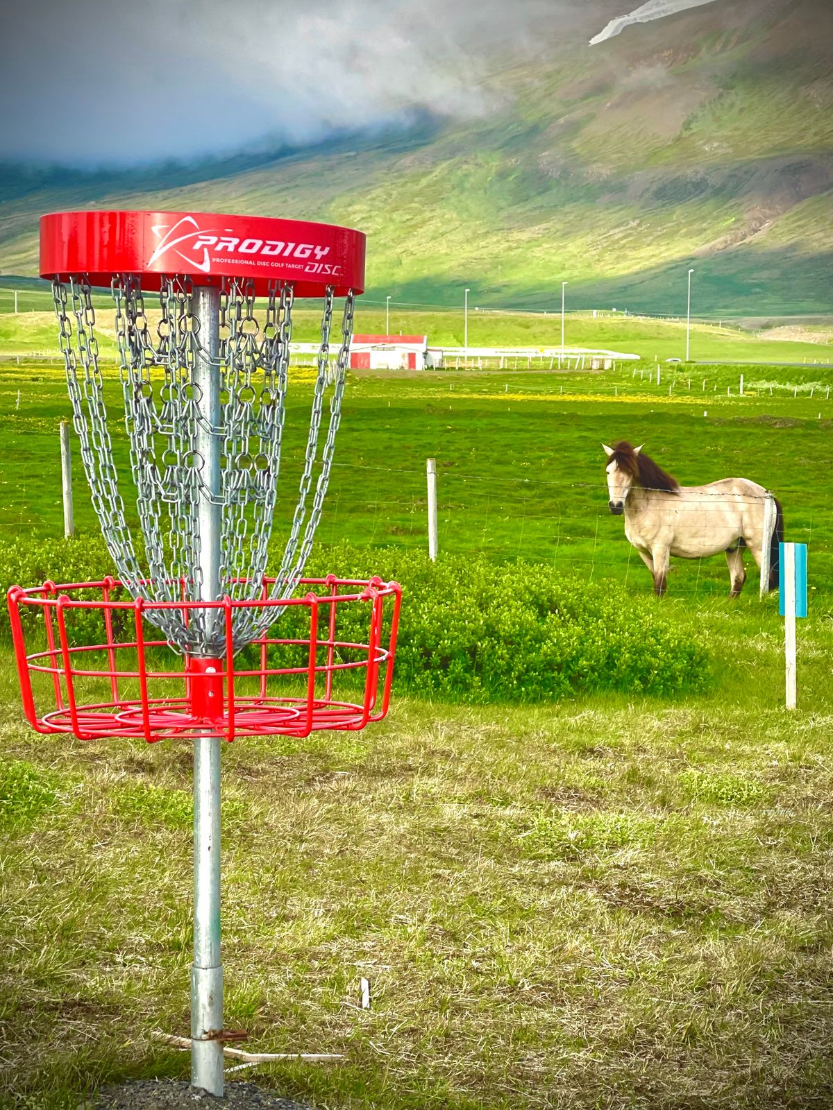 Horses graysing by tee 1.