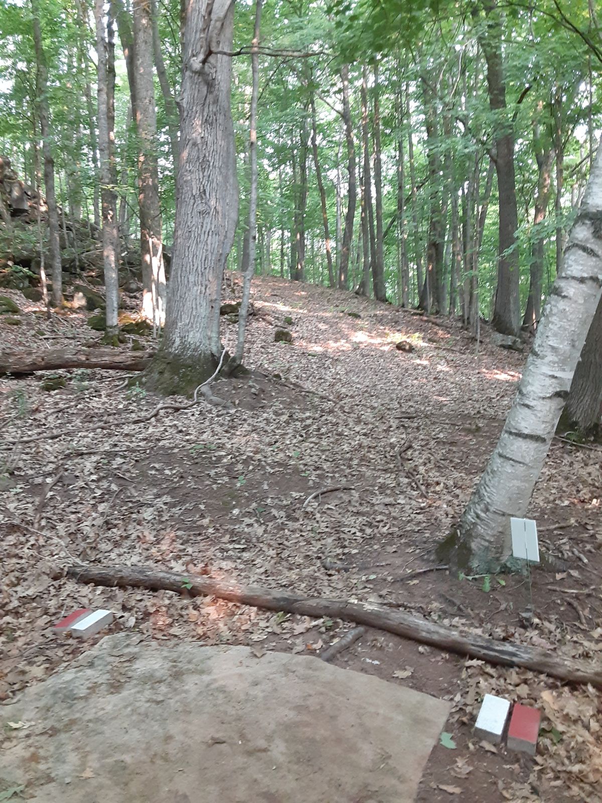 Hole 14 tee