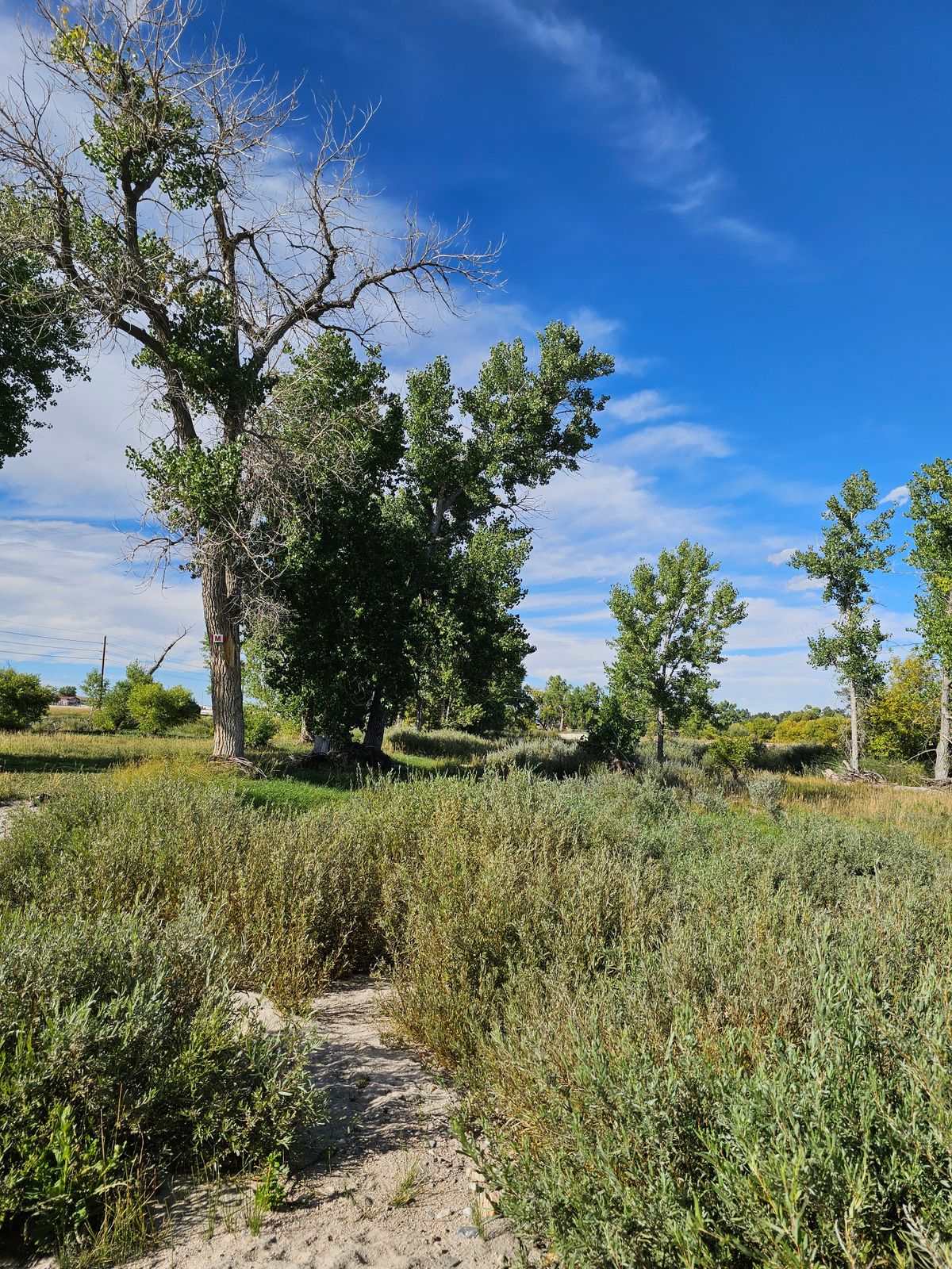 Hole 17 Fairway Mando Right Of Tree First