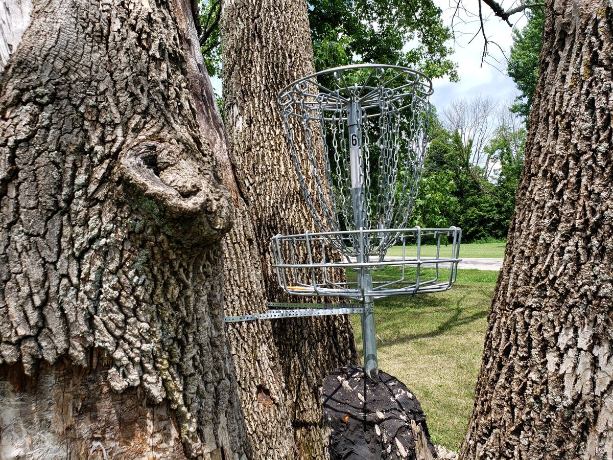 #6 Basket in tree close up.