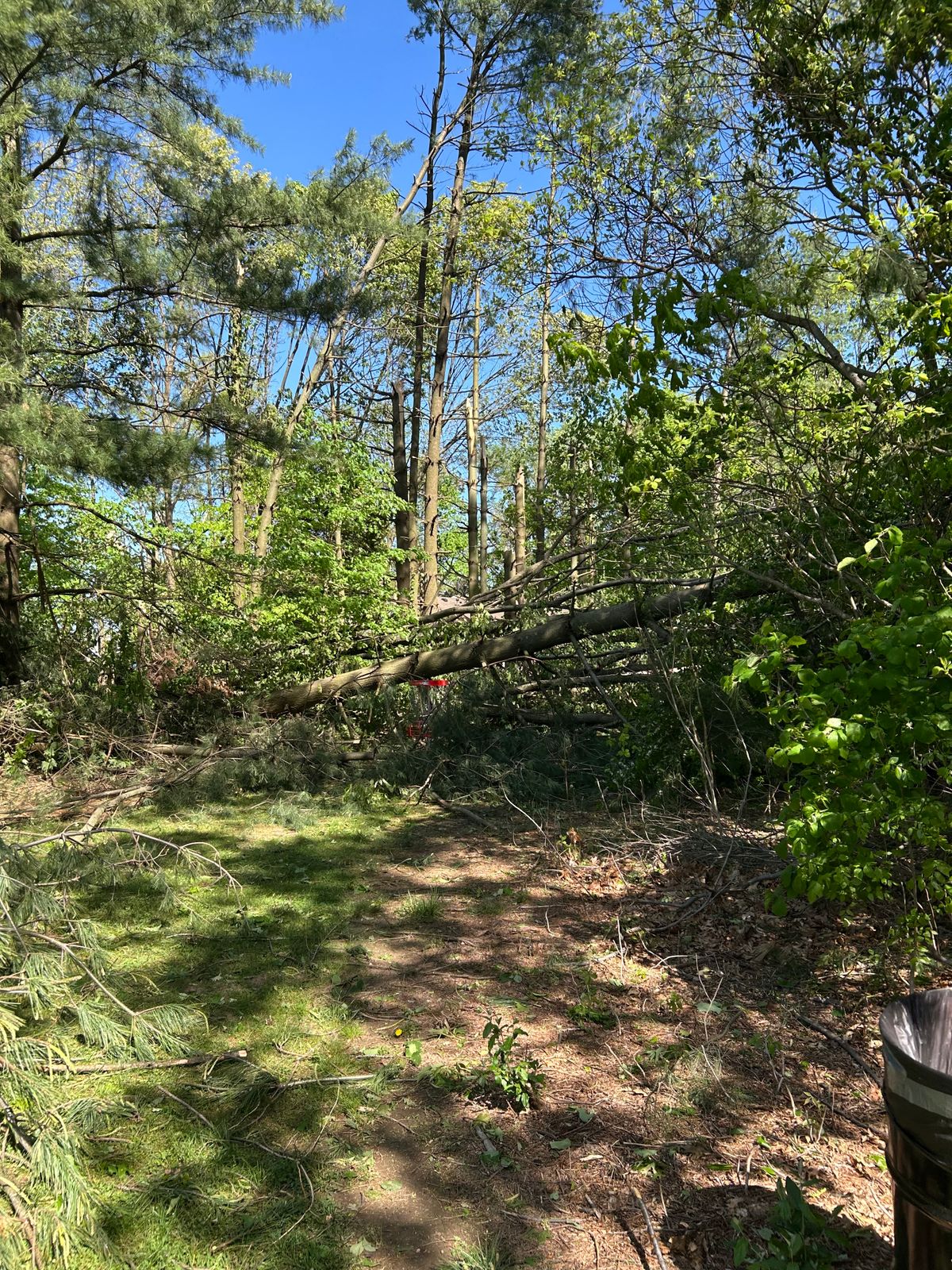Downed trees around basket 8.