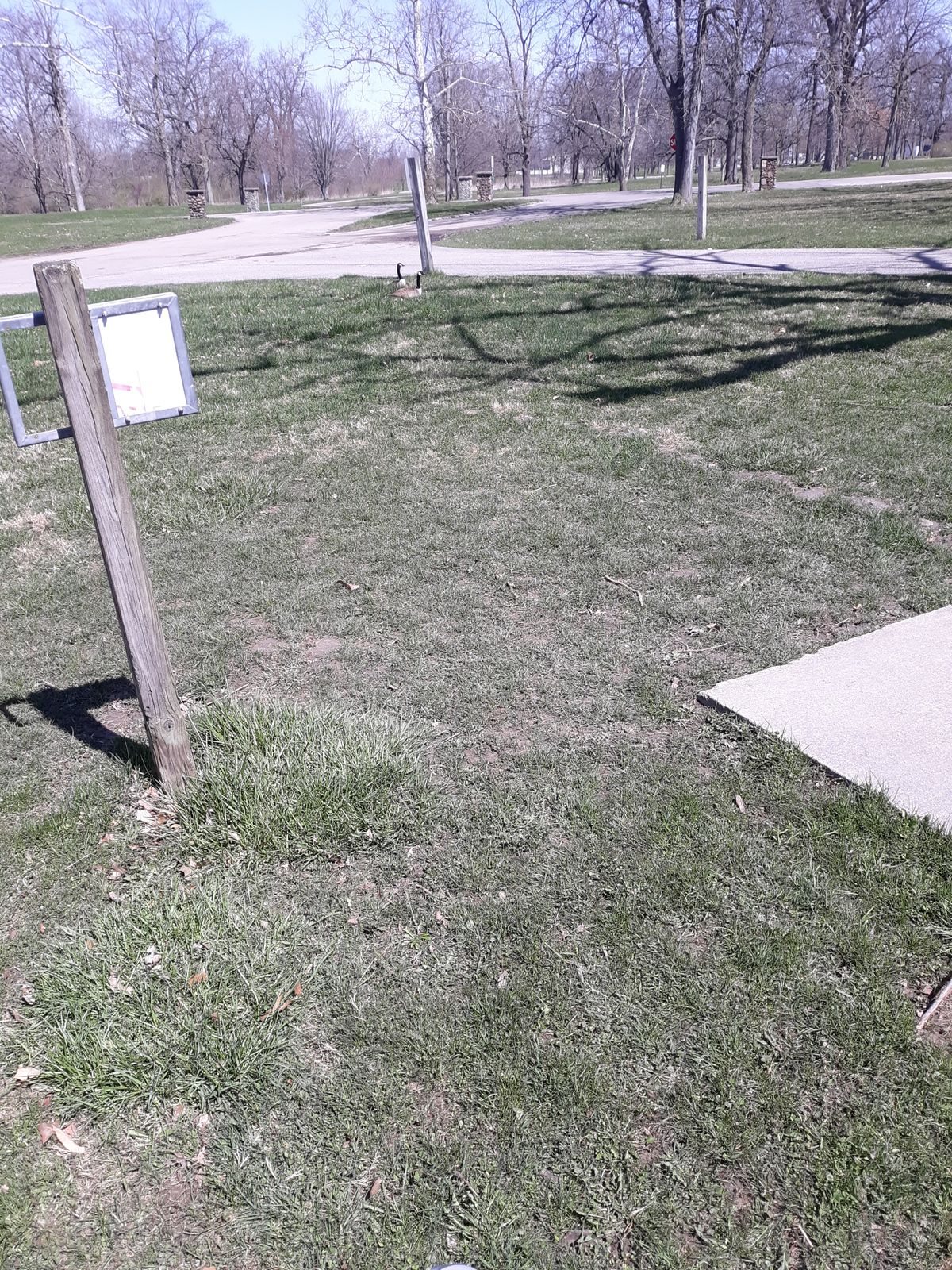 Geese behind tee pad on Hole 13.