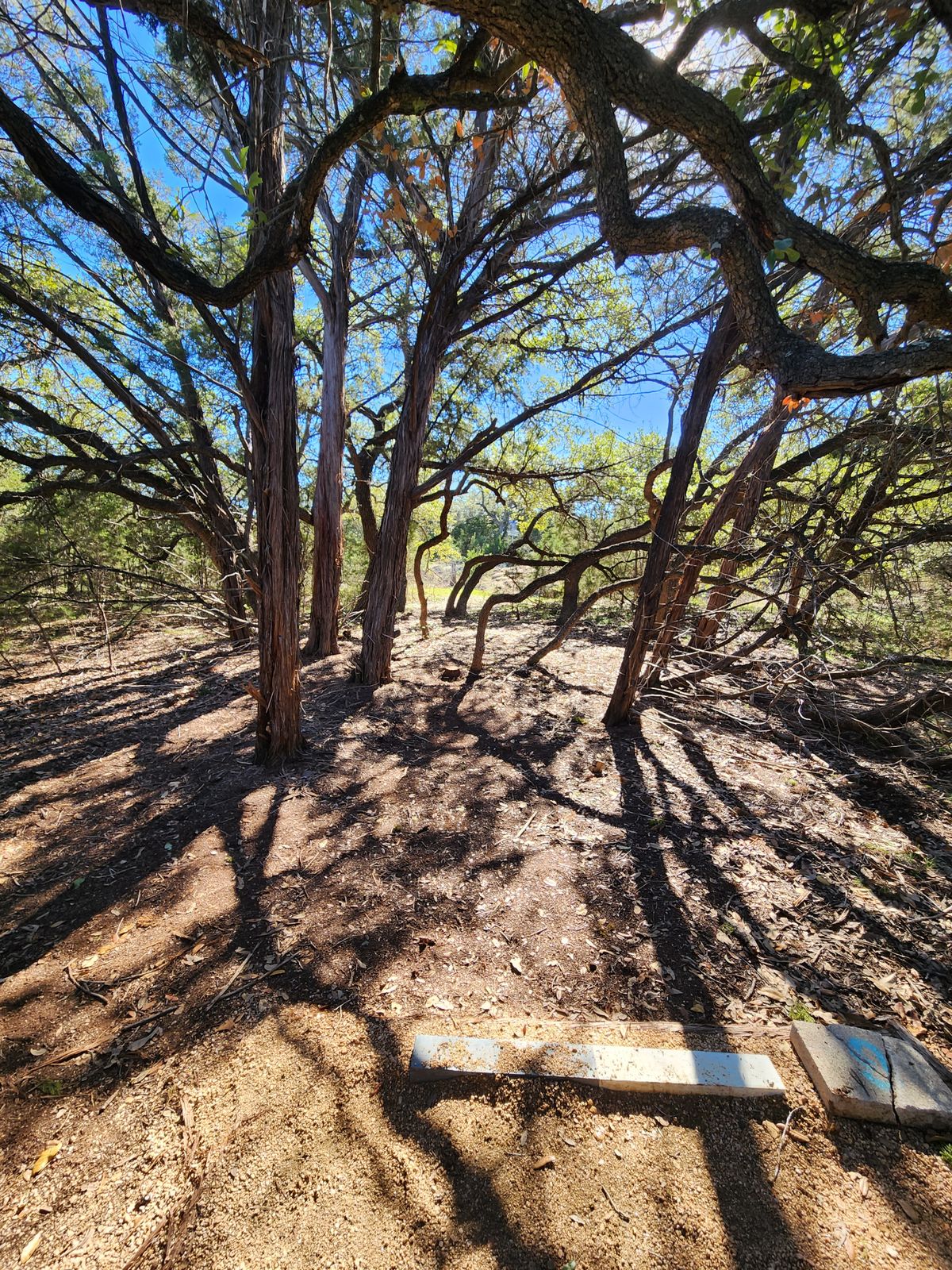 Through the trees