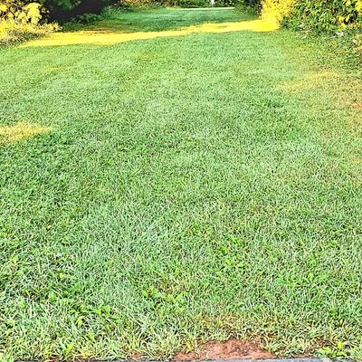 Tee pad 5. 🌳  🌲 🎄  🌳  🌲