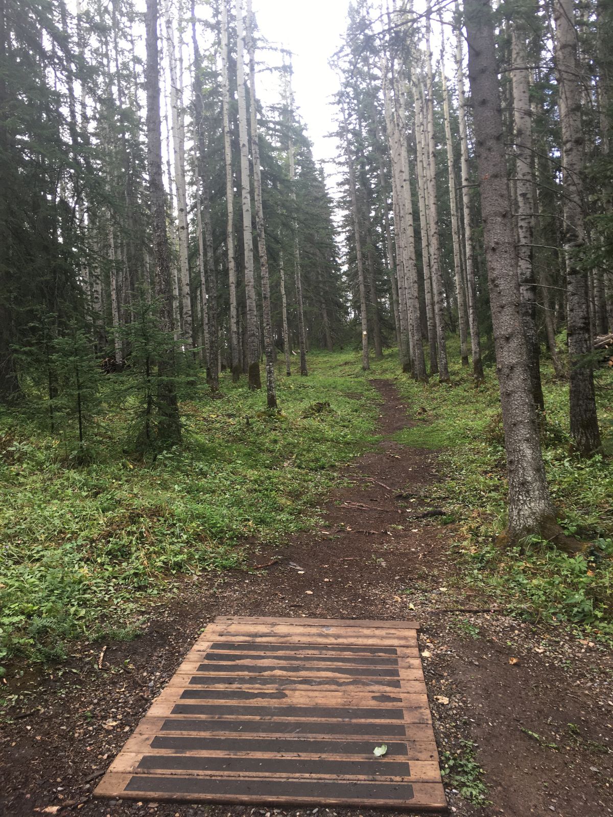 Tee pad 15.🌳🌿🌳🌿🇨🇦