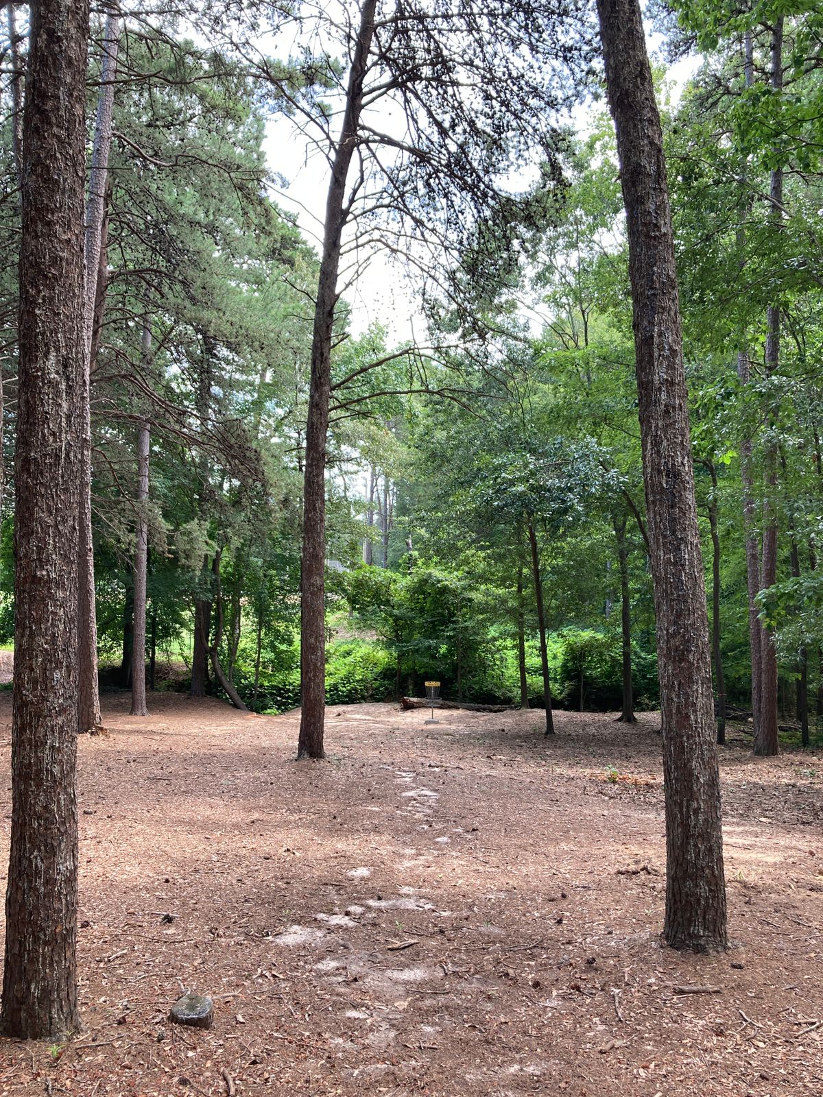 Hole 8 - basket - casual creek with drop off 10 feet behind basket.