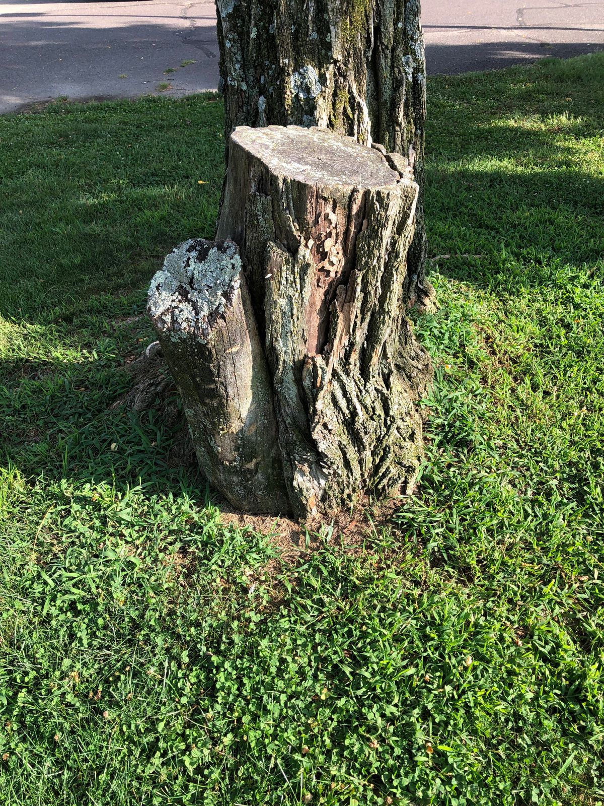 #4 Pin - stump in from of tree.