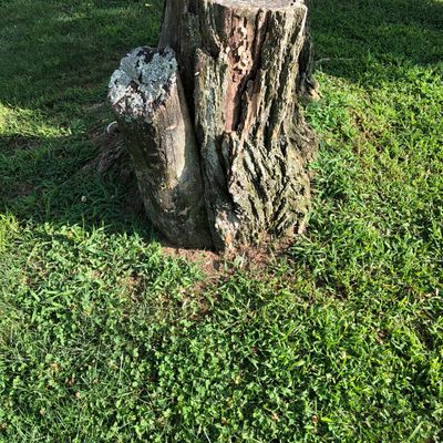 #4 Pin - stump in from of tree.