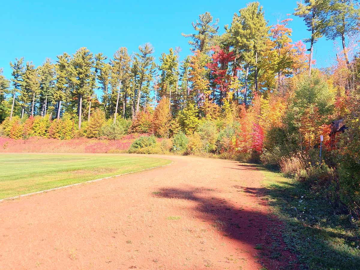 Tee pad 4 🍀🍁 🍁 🍁  🌳