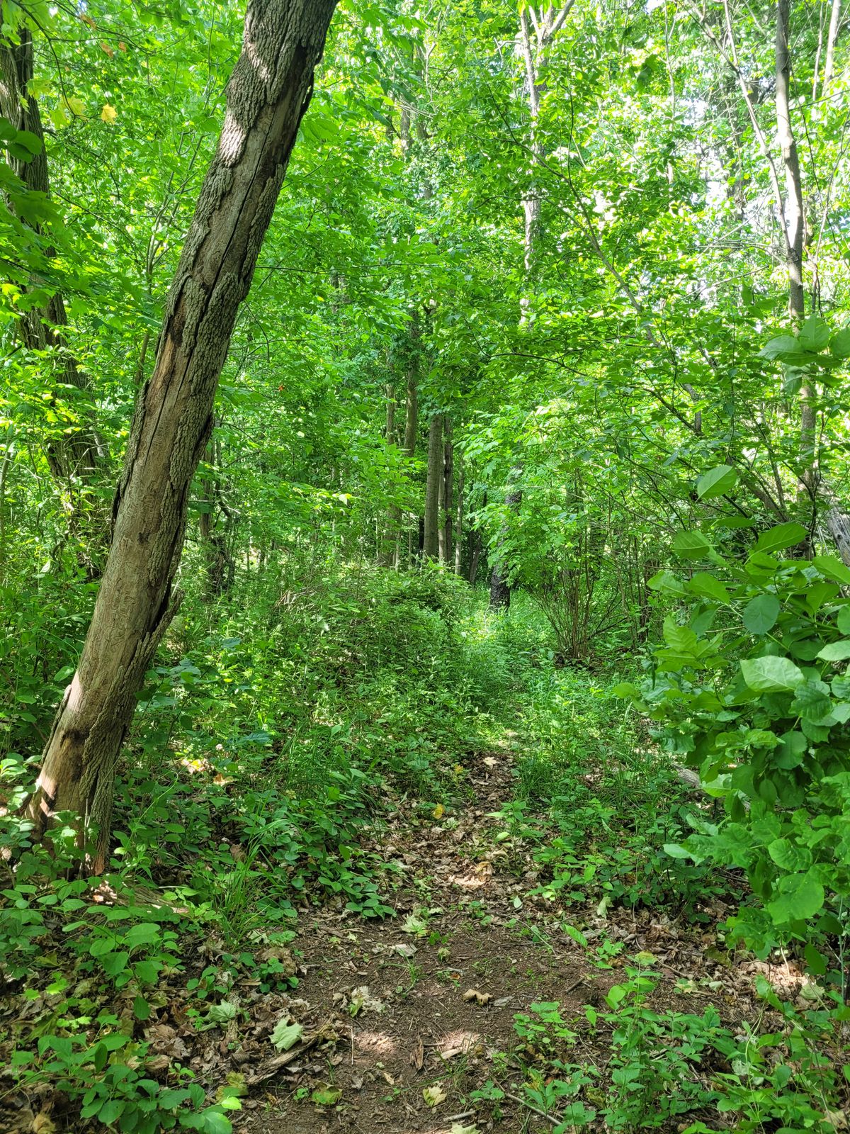 Hole 8