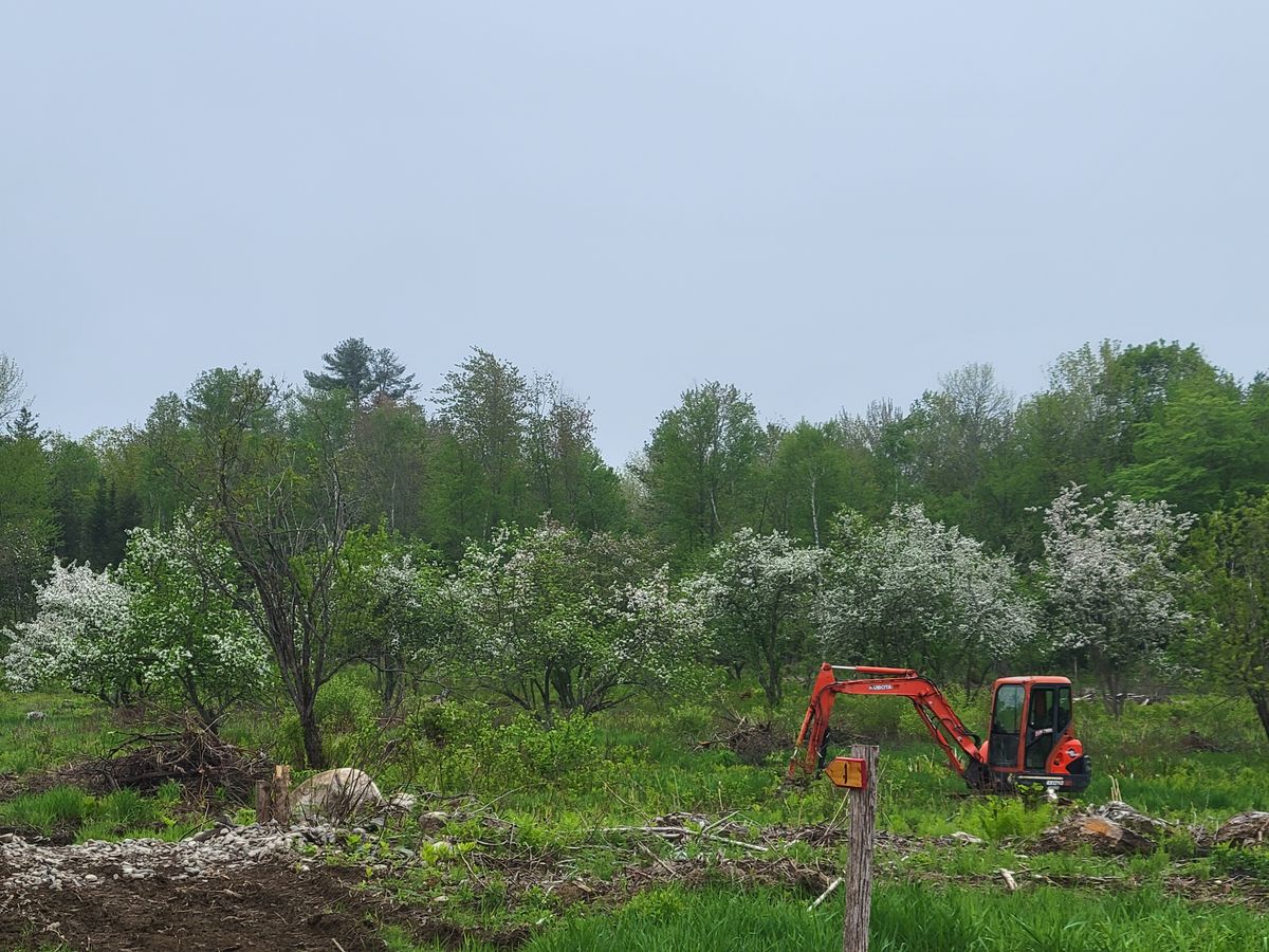 First year these trees have bloomed for a long time