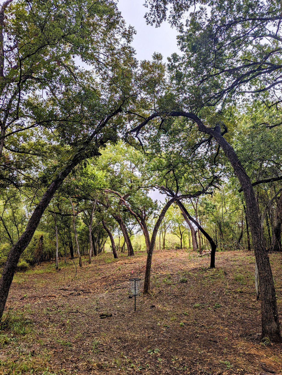 Hole 13 Basket