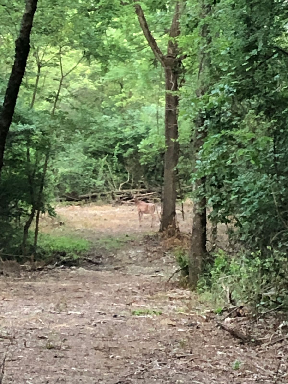 Deer playing a round just ahead of me